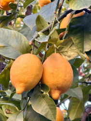 Italy, Sorrento - Lemon tree