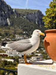 Italy, Capri - The island