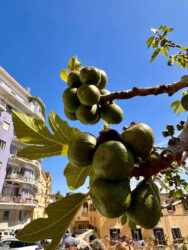 Italy, Naples - Figs