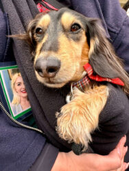 Scotland, Edinburgh - Pacino, the tour guide dog