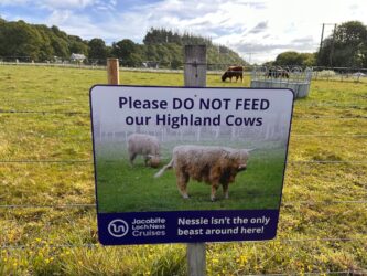 Scotland, Loch Ness - Highland cows