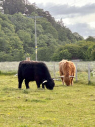 Scotland, Loch Ness - Highland cows
