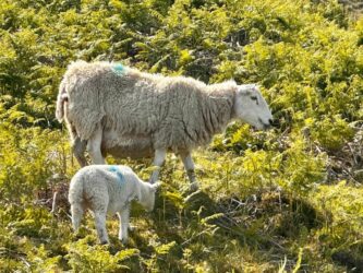 Scotland, Isle of Skye - Sheep