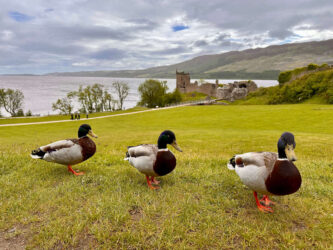 Scotland, Loch Ness - Urquhart Castle