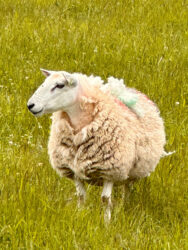 Scotland, Beauly - Sheep