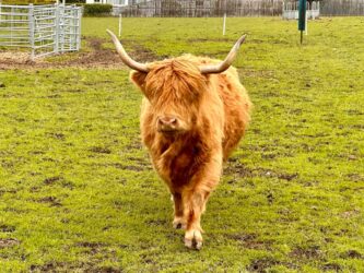 Scotland, Beauly - Robertson's Highland Cows