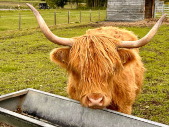 Scotland, Beauly - Robertson's Highland Cows