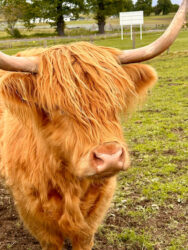 Scotland, Beauly - Robertson's Highland Cows