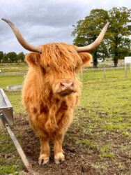 Scotland, Beauly - Robertson's Highland Cows