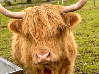 Scotland, Beauly - Robertson's Highland Cows