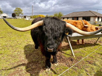 Scotland, Beauly - Robertson's Highland Cows