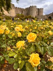 Scotland, Stirling - Stirling Castle