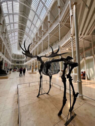Scotland, Edinburgh - National Museum of Scotland