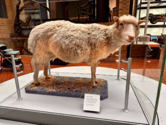 Scotland, Edinburgh - Dolly, The Sheep