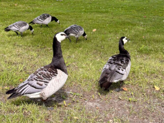 Sweden, Stockholm - Geese at Drottningholm Palace