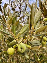 Croatia, Prigradica - Olive Tree