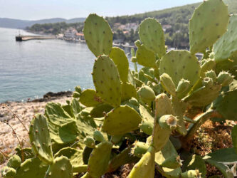Croatia, Prigradica - Opuncia