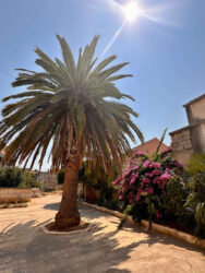 Croatia, Vela Luca - Palm Tree