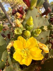 Croatia, Hvar - Opuntia