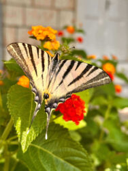 Croatia, Hvar - Butterfly