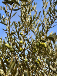 Croatia, Hvar - Olive Tree