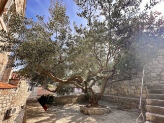 Croatia, Hvar - Olive Tree