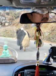 Bhutan, Haa - Yak