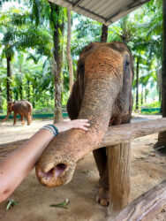 Thailand, Krabi - Krabi Elephant Shelter