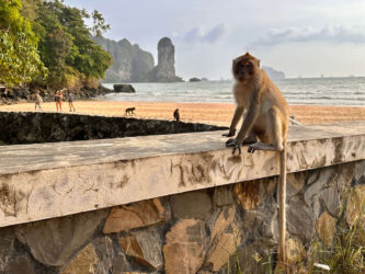 Thailand, Krabi - Ao Nang Monkey Trail