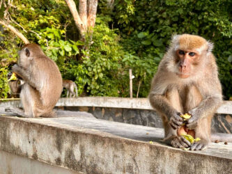 Thailand, Krabi - Ao Nang Monkey Trail