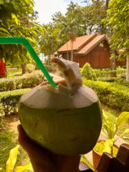 Thailand, Krabi - Coconut
