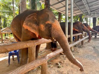 Thailand, Krabi - Krabi Elephant Shelter