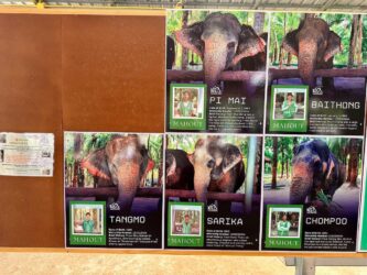 Thailand, Krabi - Krabi Elephant Shelter