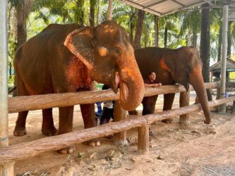Thailand, Krabi - Krabi Elephant Shelter