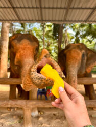 Thailand, Krabi - Krabi Elephant Shelter