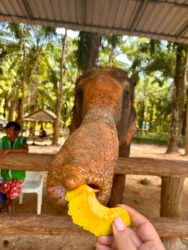 Thailand, Krabi - Krabi Elephant Shelter