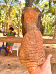 Thailand, Krabi - Krabi Elephant Shelter