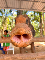 Thailand, Krabi - Krabi Elephant Shelter
