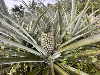 Thailand, Krabi - Nong Thale Pineapple Fields