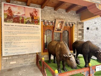Bhutan, Thimphu - Mothithang Takin Preserve