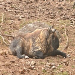Bhutan, Thimphu - Mothithang Takin Preserve