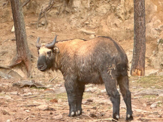 Bhutan, Thimphu - Mothithang Takin Preserve