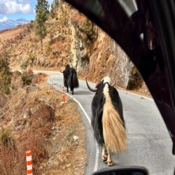 Bhutan, Chelala Pass - Yak
