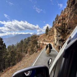 Bhutan, Chelala Pass - Yak
