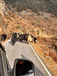 Bhutan, Haa - Yak