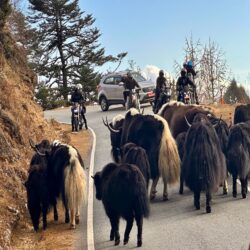 Bhutan, Haa - Yak