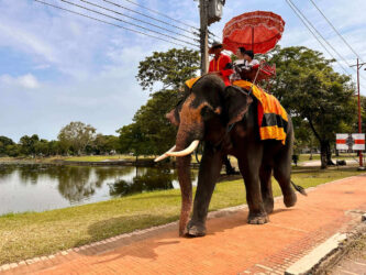Thailand, Ayutthaya - Elephant