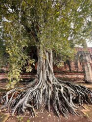 Thailand, Ayutthaya - Wat Thammikarat