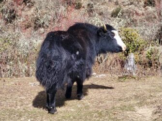 Bhutan, Haa - Yak