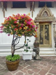 Thailand, Bangkok - Wat Pho